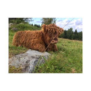 Scottish Highland Cattle Calf 1518 T-Shirt