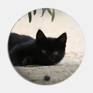 Black Kitten Playing with Black Olives Pin