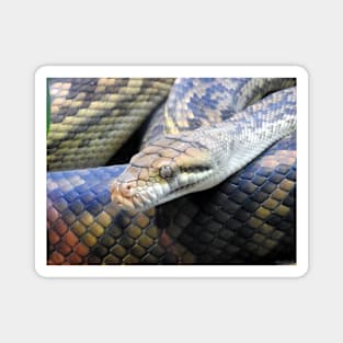 Amethystine Python Magnet