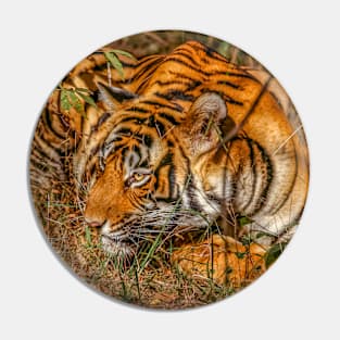 Wild Bengal Tiger Pin