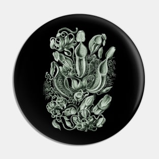 Ernst Haeckel Pitcher Plant Green Pin