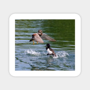 Gadwall V's Tufted Duck Magnet