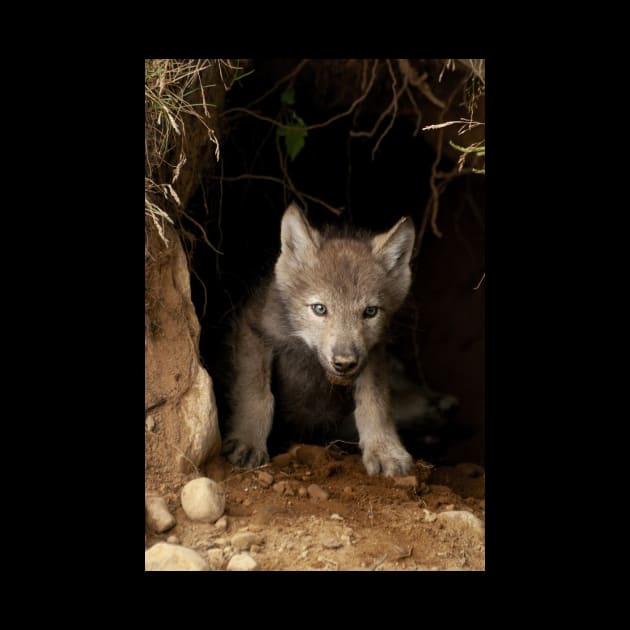 Eastern Wolf Pup by jaydee1400