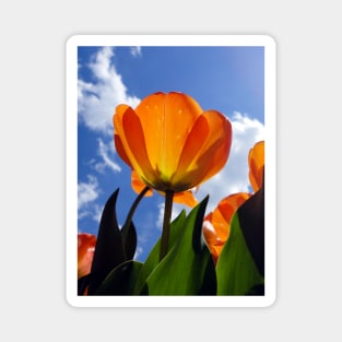 Orange Tulip, Blue Sky Magnet