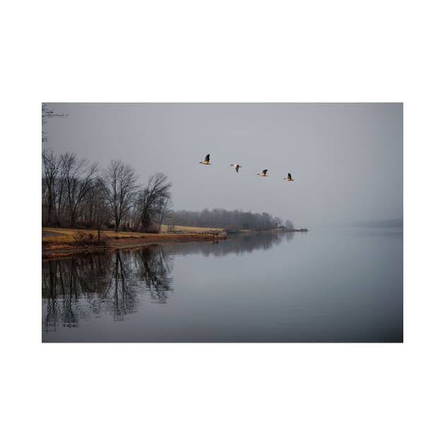 Canadian Geese In Flight by JimDeFazioPhotography