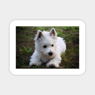 Westie Magnet