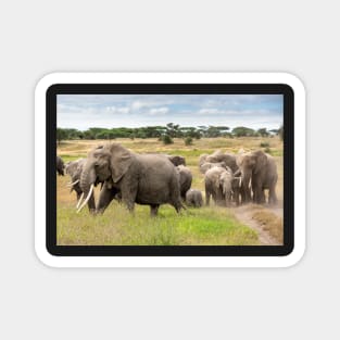 Elephant Family, Ngorongoro Concession, Tanzania Magnet