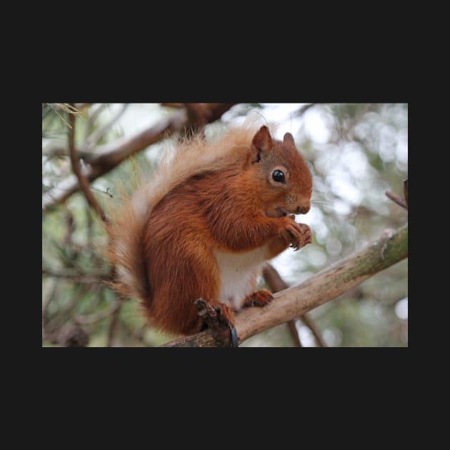 Red squirrel by orcadia