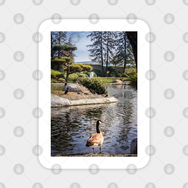 Japanese Garden Woodley Park California 3 Magnet by Robert Alsop