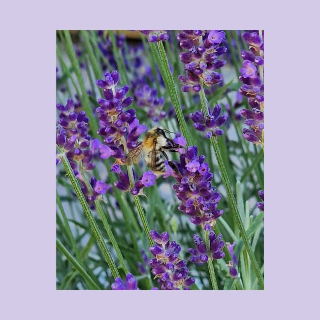 bee on lavender by MojcaD