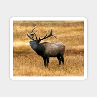 Bugling Bull Elk Photo Magnet