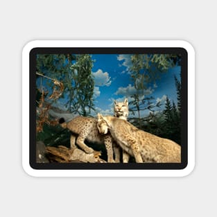 Natural environment diorama - two leopards Magnet