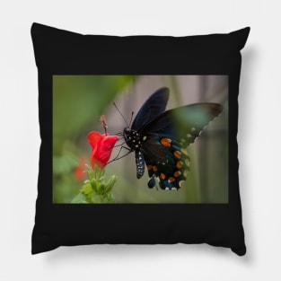 Swallowtail Pillow