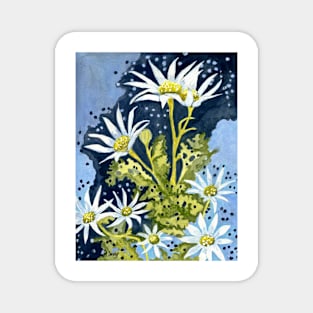 Flannel flowers in blue Magnet