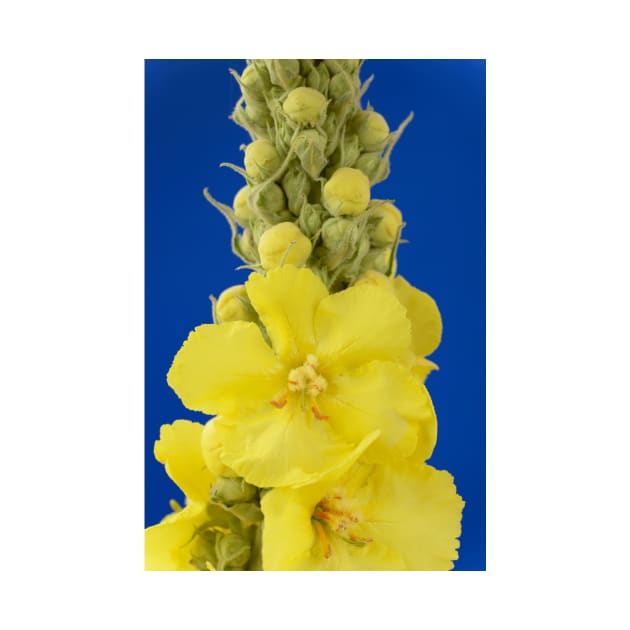 Verbascum × hybridum  &#39;Banana Custard&#39;  Mullein by chrisburrows