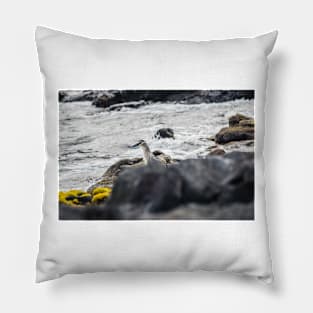 Black-crowned night heron Pillow