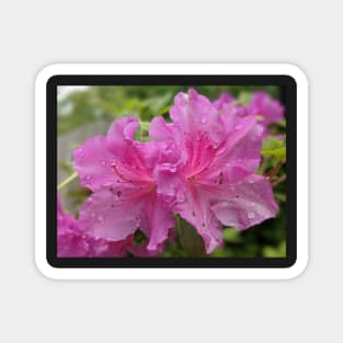 Pair of Pink Flowers Photographic Image Magnet