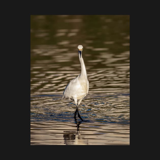 Snowy White Egret Staredown by jecphotography