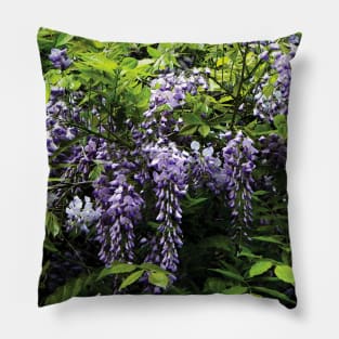 Clusters of Wisteria Pillow