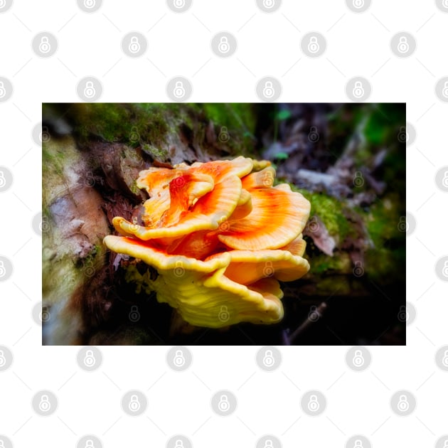 Bracket Fungi 1 by Robert Alsop