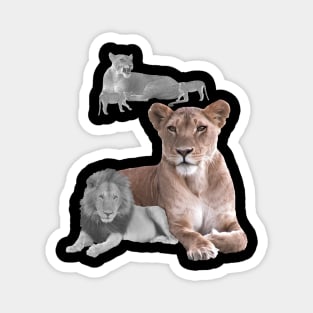 Lioness with Lion in Africa Magnet