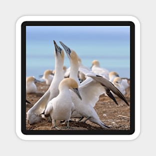 Gannets Magnet