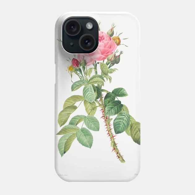 Rosa bifera macrocarpa also known as Lelieur's Four Seasons Rose from Les Roses (1817–1824) by Pierre-Joseph Redouté. Phone Case by Elala