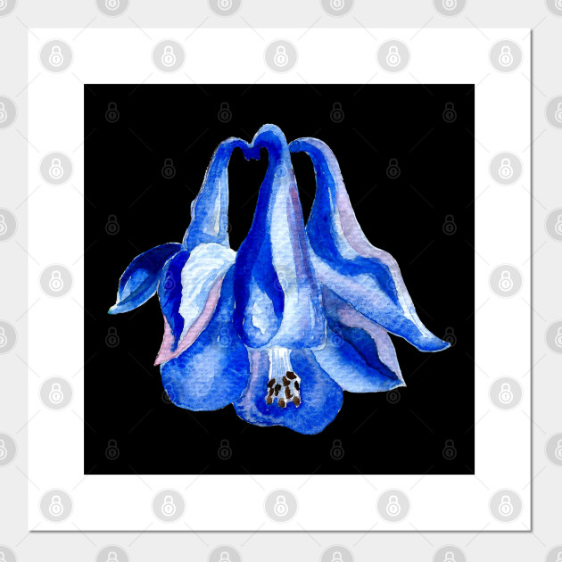 Blue Columbine Watercolor Flower Painting Columbine Flower