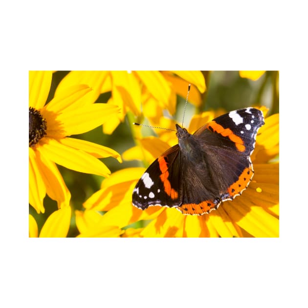 Red Admiral; Yellow Flower by Violaman