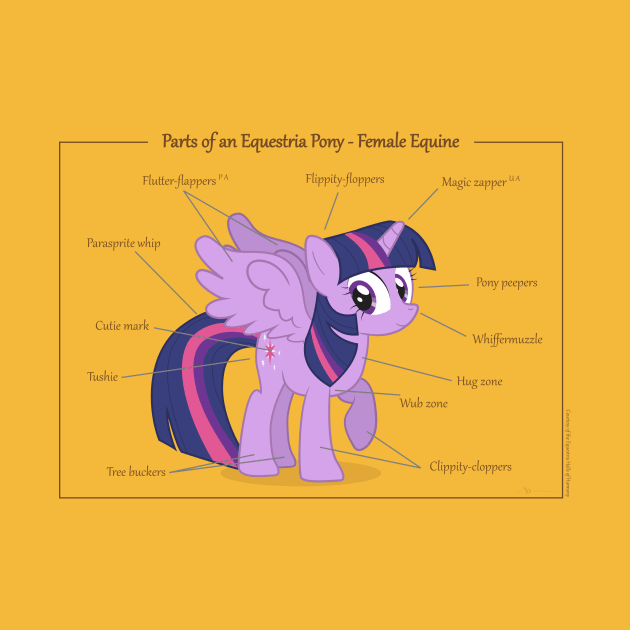 Pony Anatomy - Female Equine by judacris