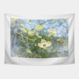 White Flowering Dogwood Blossoms in Springtime Tapestry