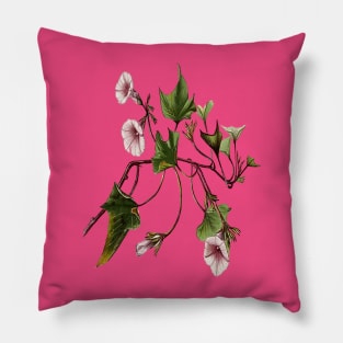 Uala Hawaiian Sweet Potato Vine Botanical Vector Art Pillow