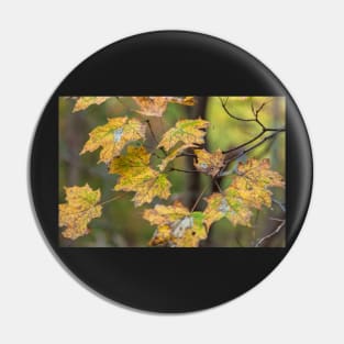 Maple Leaves Pin