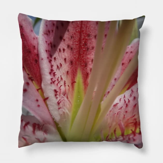 Beautiful photograph of lily flower Pillow by Annalisseart24