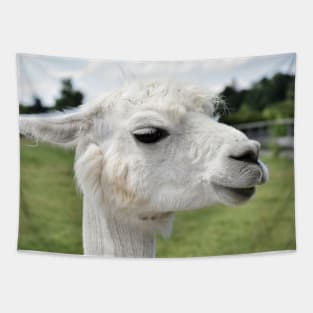 Pretty Llama Photograph Tapestry