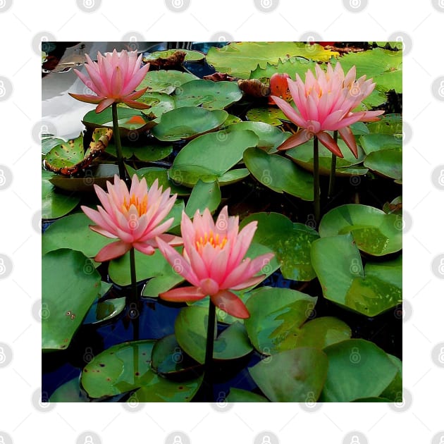 Lily Pad Harmony - Pink Water Lily Passion by Star58