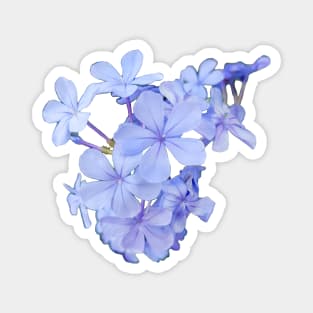 Little Blue Flowers Photo Magnet