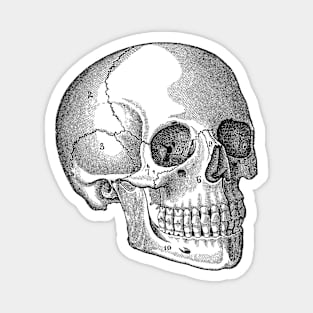 Human Skull - Vintage Anatomy Magnet