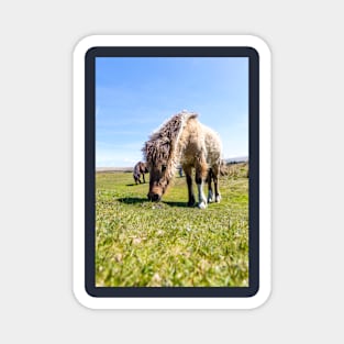 Dartmoor Pony Magnet