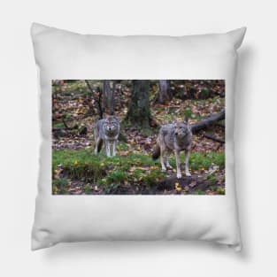 Pair of coyotes in a forest Pillow