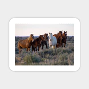 Herd of Wild Mustangs Magnet