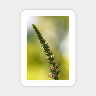 A close up of Spikes of pink Veronica flowers, selective focus Magnet