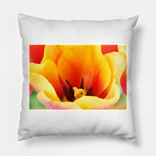 Tulipa  &#39;Indian Summer&#39;  Triumph Group  Tulip Pillow