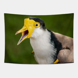 Australian Masked Lapwing (Plover) Tapestry