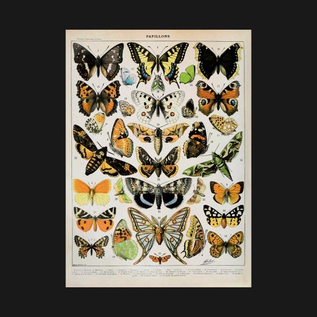Papillon III Vintage French Butterfly & Moth Chart by Adolphe Millot by wildtribe