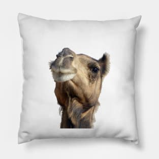 Moroccan dromedary camel Pillow