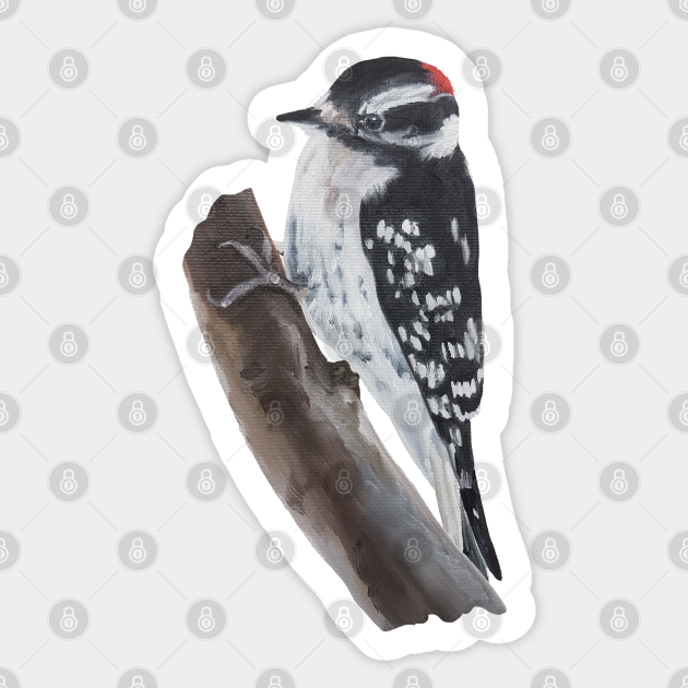 Downy Woodpecker Painting No Background Woodpecker Sticker Teepublic