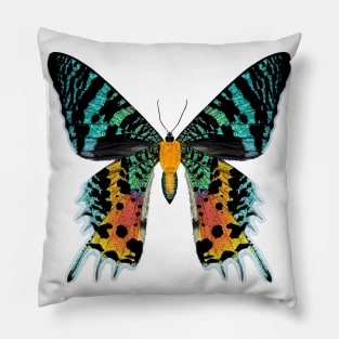 Madagascan Sunset Moth Illustration Pillow