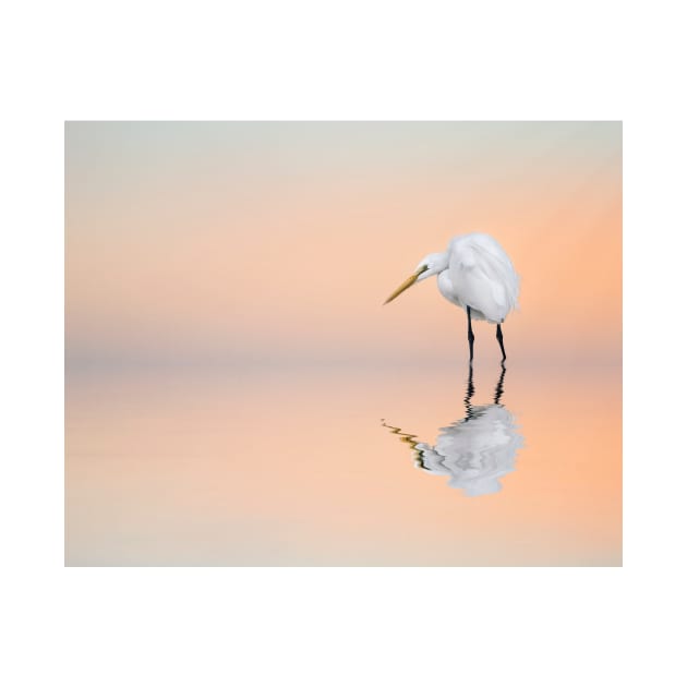 Great Egret Reflecting by Tarrby