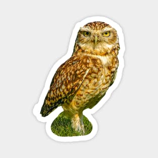 Cute Burrowing Owl Magnet